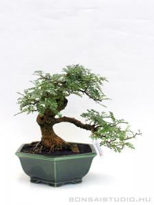 Borsfa bonsai hajlított törzzsel 05.