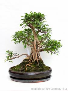 Ficus retusa bonsai mázas tálban 13.