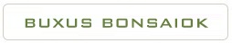 buxus harlandii hongkongi szobapuszpang belteri bonsai fak es cserjek a marczika bonsai studio webshop kinalatabol