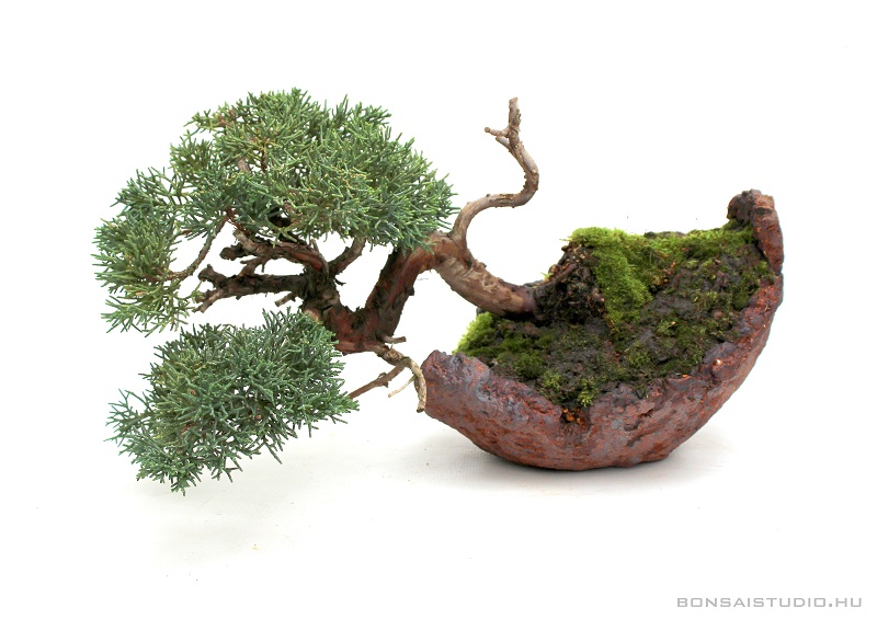 juniperus chinensis han kengai bonsai