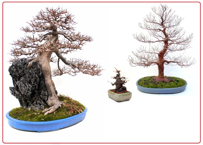 lombhullato bonsai fa vasarlas rendeles bonsai kerteszet nursery garden kert garten