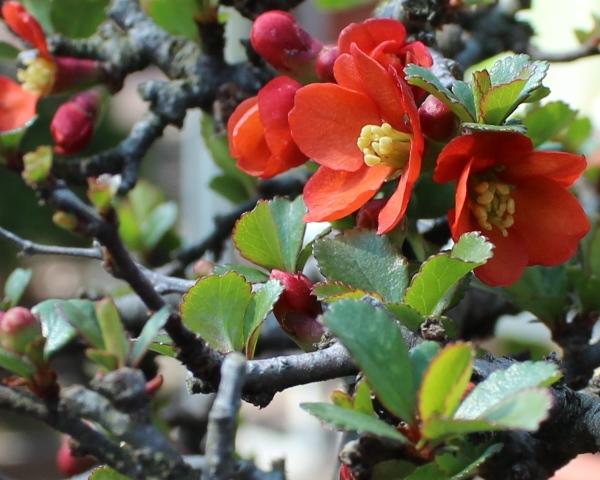 bonsai in flowers, viragzo bonsai, chaenomeles, japonica, marczika bonsai studio, erd, hungary, spring
