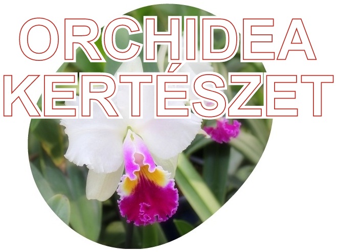 orchidea kerteszet kommersz hibrid lepke es phalaenopsis orchidea es botaniki orchid felek az orchideacsodak webaruhaz kinalataban