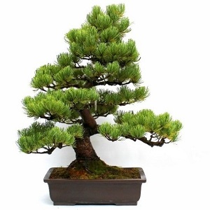 orokzold evergreen bonsai kinalat gyujtemeny collection exclusive bonsai vasarlas kerteszet japankertek elemei fenyo a marczika bonsai studioban