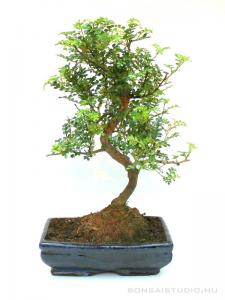 Zanthoxyllum piperitum - Borsfa bonsai 25S