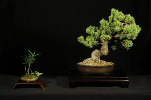 Pinus parviflora egyedi darab 5