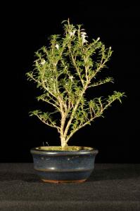 Serissa foetida  'Kyoto'- Ezercsillagfácska 'Kyoto' fajta (10 cm- es kerek tálban)