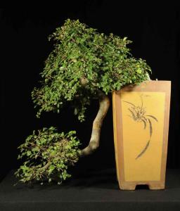 Ulmus parvifolia 'Cascade' - Kínai szil (nagy)