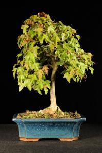 Acer buergerianum-Háromerű juhar (egyedi darab,kifu méretben)