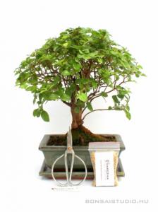 Bonsai ajándék csomag 12.
