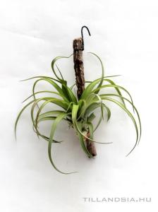 Tillandsia brachycaulos