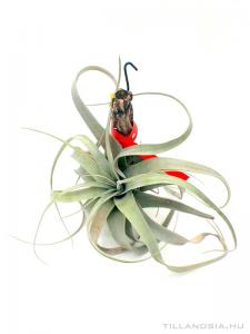 Tillandsia xerographica