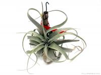 Tillandsia xerographica