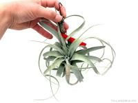 Tillandsia xerographica}