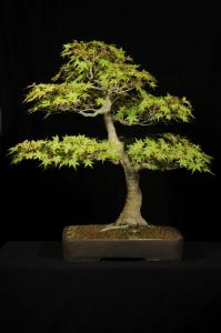 Acer palmatum 2.