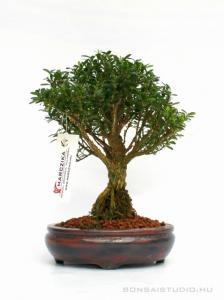 Buxus harlandii 03.
