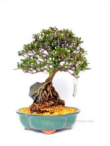 Rhododendron indicum 'Korin', 29-cm-es bonsai