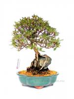 Rhododendron indicum 'Korin', 29-cm-es bonsai