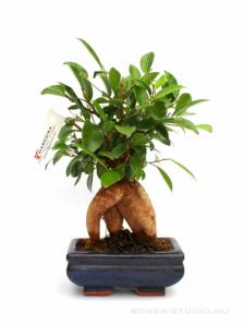 Ficus ginseng- Fikusz 15B (15cm-es tálban)