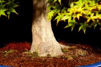 Acer palmatum 'Beni Chidori' 70 cm-es bonsai}
