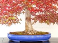 Acer palmatum 'Beni Chidori' 70 cm-es bonsai}