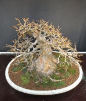 Acer buergerianum 40 cm-es bonsai