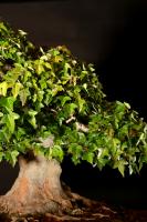 Acer buergerianum 40 cm-es bonsai}