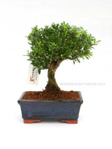 buxus harlandii bonsai