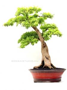 Duranta excelsa bonsai