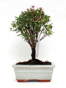syzingium buxifolium bonsai szizingium