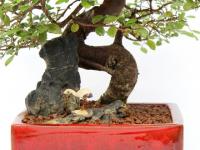 Kínai szil bonsai - Ulmus parvifolia vörös tálban