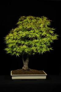 Acer palmatum 'Arakawa' - japán juhar