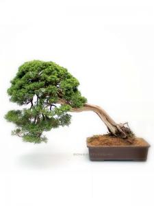 Juniperus 'Grey Owl' bonsai