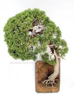 Juniperus 'Grey Owl' bonsai