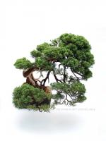 Juniperus 'Grey Owl' bonsai}