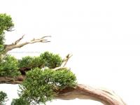Juniperus 'Grey Owl' bonsai}