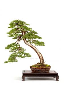 Taxus cuspidata bonsai