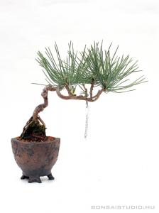 Pinus thunbergii bonsai előanyag 06.