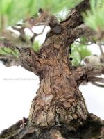 Pinus parviflora bonsai