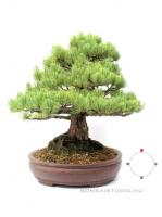Pinus parviflora bonsai