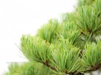 Pinus parviflora bonsai}