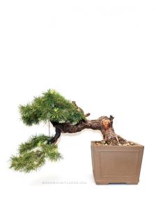 Larix decidua kaszkád bonsai