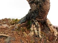 Larix decidua bonsai