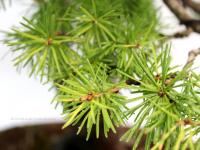 Larix decidua bonsai}