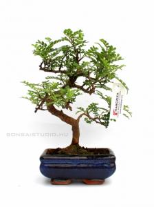 zanthoxyllum iperitum borsfa bonsai