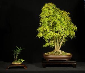 Acer palmatum 'Kashima'