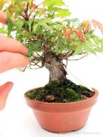 Japán juhar bonsai előanyag 01.