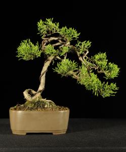 Juniperus chinensis- Kínai boróka 6.