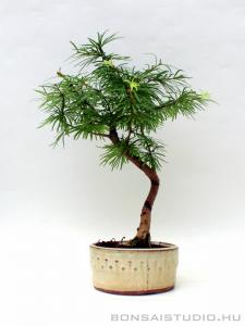 Pseudolarix amabilis - Aranyfenyő bonsai 01.