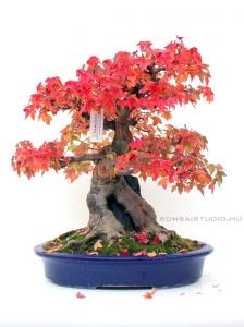 Acer buergerianum bonsai 41cm